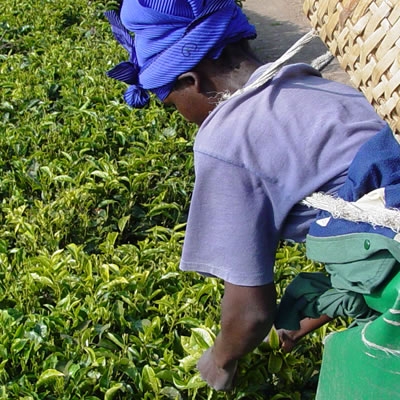 Tea Buying and Export