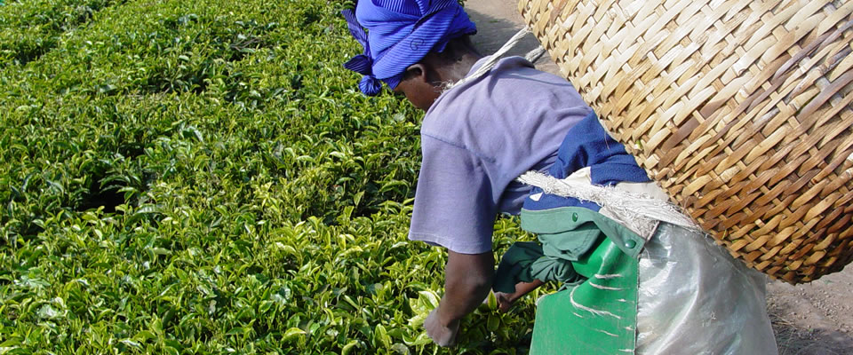 Tea Buying and Export